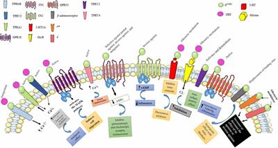 Cannabinoids: A New Perspective on Epileptogenesis and Seizure Treatment in Early Life in Basic and Clinical Studies